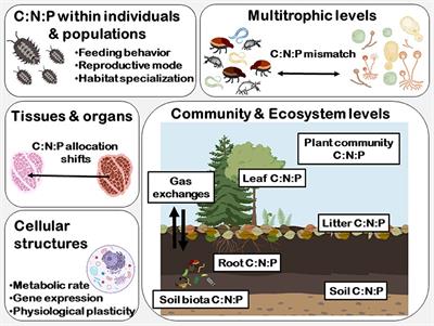 Global Change Impacts on Forest Soils: Linkage Between Soil Biota and Carbon-Nitrogen-Phosphorus Stoichiometry